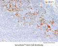 SensiStain™ Anti-C4d Antibody – Figure 1 of 1