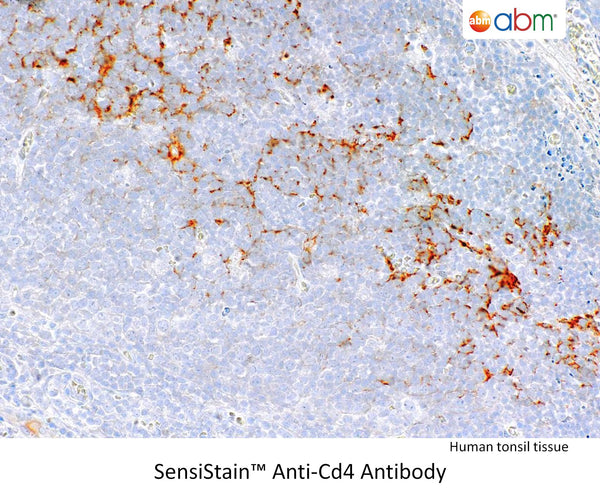 SensiStain™ Anti-C4d Antibody – Figure 1 of 1