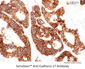 SensiStain™ Anti-Cadherin-17 Antibody – Figure 1 of 1