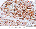 SensiStain™ Anti-EMA Antibody – Figure 1 of 1