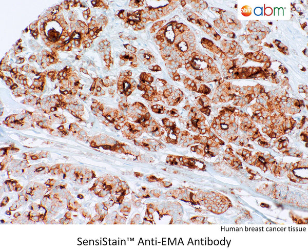 SensiStain™ Anti-EMA Antibody – Figure 1 of 1