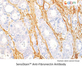 SensiStain™ Anti-Fibronectin Antibody – Figure 1 of 1