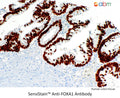 SensiStain™ Anti-FOXA1 Antibody – Figure 1 of 1