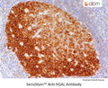 SensiStain™ Anti-hGAL Antibody – Figure 1 of 1