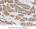 SensiStain™ Anti-HIF-1a Antibody – Figure 1 of 1