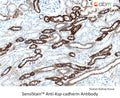 SensiStain™ Anti-ksp-cadherin Antibody – Figure 1 of 1