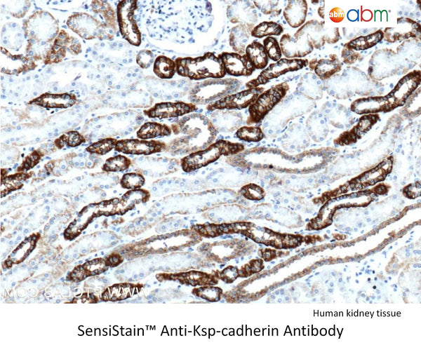 SensiStain™ Anti-ksp-cadherin Antibody – Figure 1 of 1