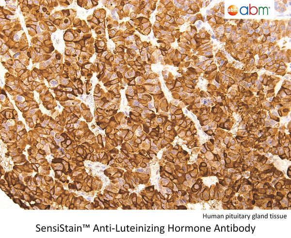 SensiStain™ Anti-Luteinizing Hormone (LH) Antibody – Figure 1 of 1