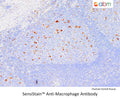 SensiStain™ Anti-Macrophage Antibody – Figure 1 of 1