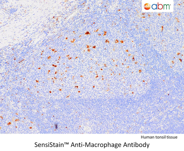 SensiStain™ Anti-Macrophage Antibody – Figure 1 of 1