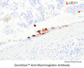 SensiStain™ Anti-Mammaglobin Antibody – Figure 1 of 1