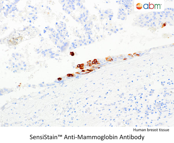 SensiStain™ Anti-Mammaglobin Antibody – Figure 1 of 1