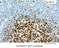 SensiStain™ Anti-OCT-2 Antibody – Figure 1 of 1