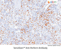 SensiStain™ Anti-Perforin Antibody – Figure 1 of 1