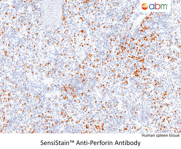 SensiStain™ Anti-Perforin Antibody – Figure 1 of 1