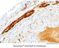 SensiStain™ Anti-PGP 9.5 Antibody – Figure 1 of 1