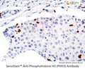SensiStain™ Anti-Phosphohistone H3 (PHH3) Antibody – Figure 1 of 1