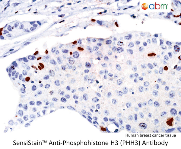 SensiStain™ Anti-Phosphohistone H3 (PHH3) Antibody – Figure 1 of 1