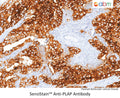 SensiStain™ Anti-PLAP Antibody – Figure 1 of 1