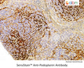 SensiStain™ Anti-Podoplanin Antibody – Figure 1 of 1