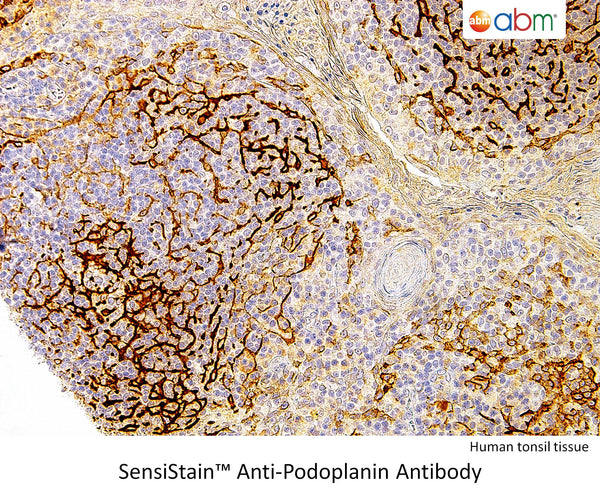 SensiStain™ Anti-Podoplanin Antibody – Figure 1 of 1