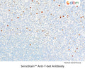SensiStain™ Anti-T-bet Antibody – Figure 1 of 1