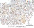 SensiStain™ Anti-TGFβ1 Antibody – Figure 1 of 1