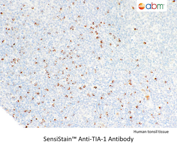 SensiStain™ Anti-TIA-1 Antibody – Figure 1 of 1