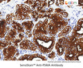 SensiStain™ Anti-Prostate Specific Membrane Antigen Antibody – Figure 1 of 1