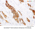 SensiStain™ Anti-Carbonic Anhydrase IX Antibody – Figure 1 of 1