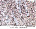 SensiStain™ Anti-BAP1 Antibody – Figure 1 of 1