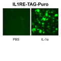 IL1RE Reporter Lentivirus – Figure 1 of 7