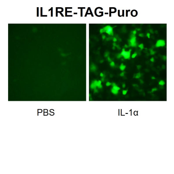 IL1RE Reporter Lentivirus – Figure 1 of 7