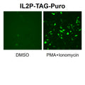 IL-2 Promoter Reporter Lentivirus – Figure 1