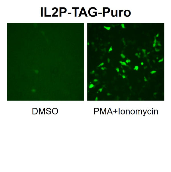 IL-2 Promoter Reporter Lentivirus – Figure 1