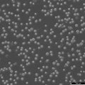 IM-9 cell