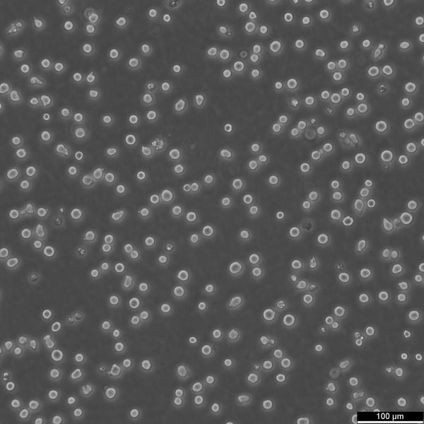IM-9 cell