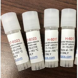 C57BL/6 Mouse Pancreatic Islets
