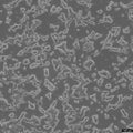 INS-1 cell