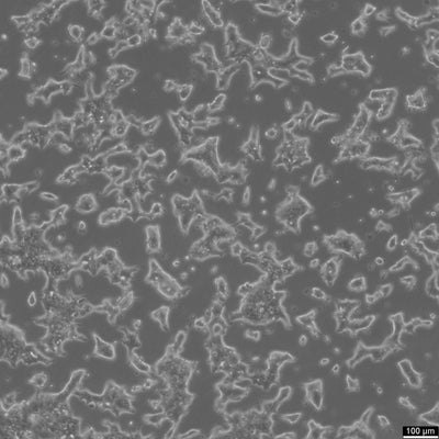 INS-1 cell