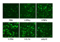 IRF1 Reporter Lentivirus – Figure 1