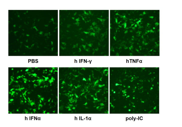 IRF1 Reporter Lentivirus – Figure 1