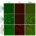 ISRE Reporter Lentivirus – Figure 1 of 3