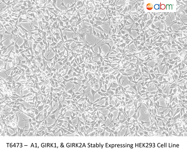 A1, GIRK1, & GIRK2A Stably Expressing HEK293 Cell Line | Applied Biological Materials (abm)