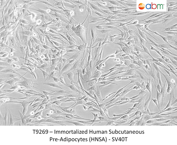 Immortalized Human Subcutaneous Pre-Adipocytes (HNSA) - SV40T | Applied Biological Materials (abm)