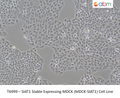 SIAT1 Stable Expressing MDCK (MDCK-SIAT1) Cell Line – Figure 1 of 1