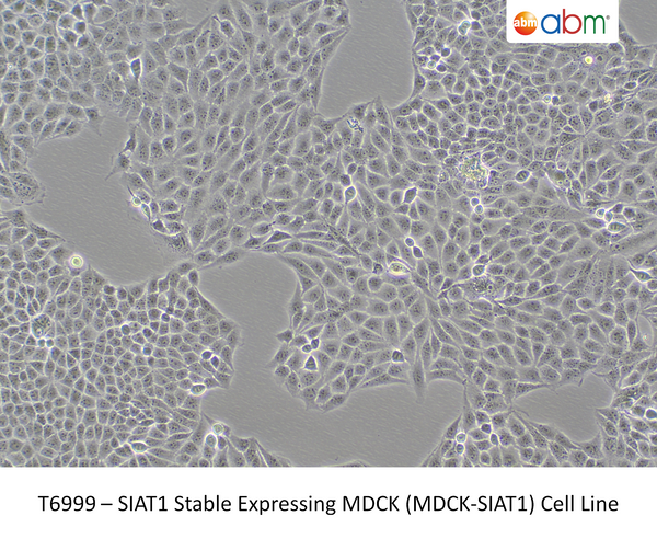 SIAT1 Stable Expressing MDCK (MDCK-SIAT1) Cell Line – Figure 1 of 1