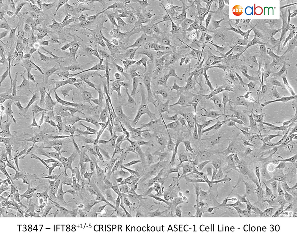 IFT88<sup>+1/-5</sup> CRISPR Knockout ASEC-1 Cell Line - Clone 30 | Applied Biological Materials (abm)