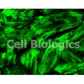 Immortalized RFP-Expressing Canine Primary Pulmonary Artery Smooth Muscle Cells product image