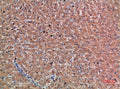 Chordin Polyclonal Antibody – Figure 1 of 2